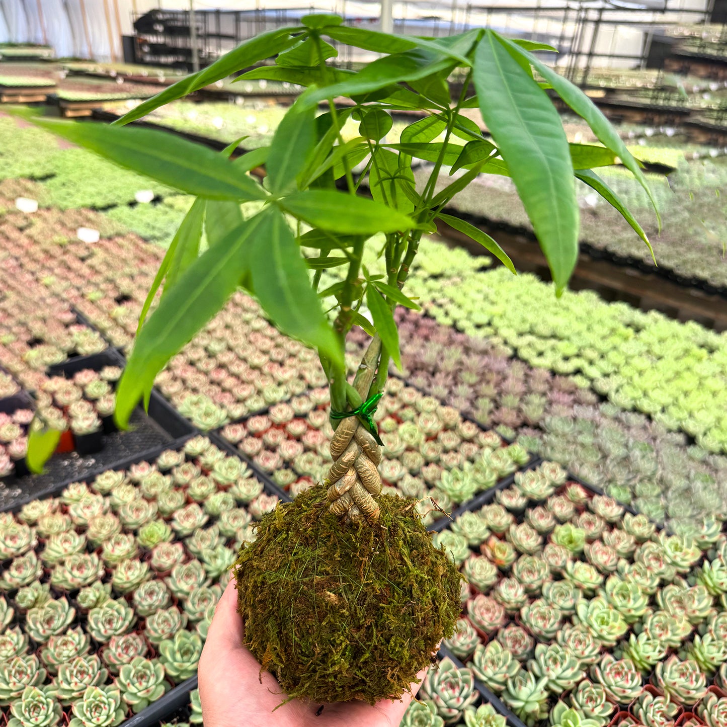 Money Tree Kokedama / Pachira aquatica Kokedama