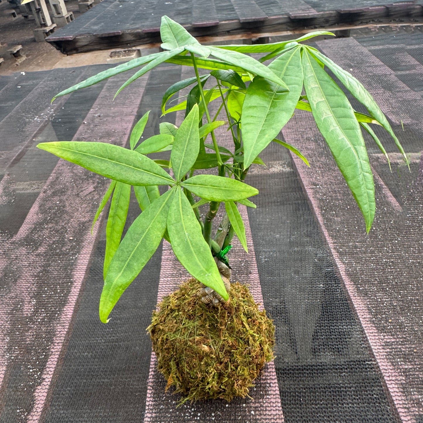 Money Tree Kokedama / Pachira aquatica Kokedama