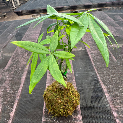 Money Tree Kokedama / Pachira aquatica Kokedama