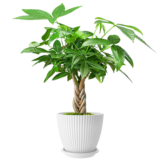 Money Tree Braided Trunk Houseplant with Lush Green Leaves