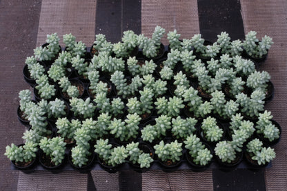 Sedum Morganianum (Burro's tail) Bulk 54 Tray - 2in Pot