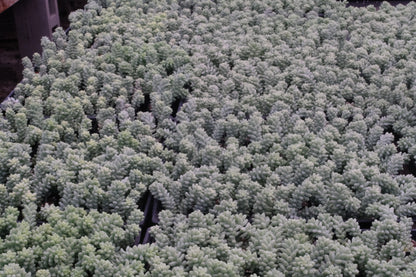 Sedum Morganianum (Burro's tail) Bulk 54 Tray - 2in Pot