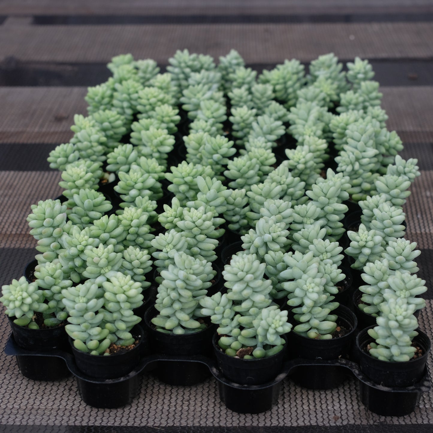 Sedum Morganianum (Burro's tail) Bulk 54 Tray - 2in Pot