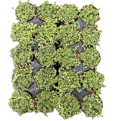 String of Pearls Bulk 20 Tray - 4in Pot