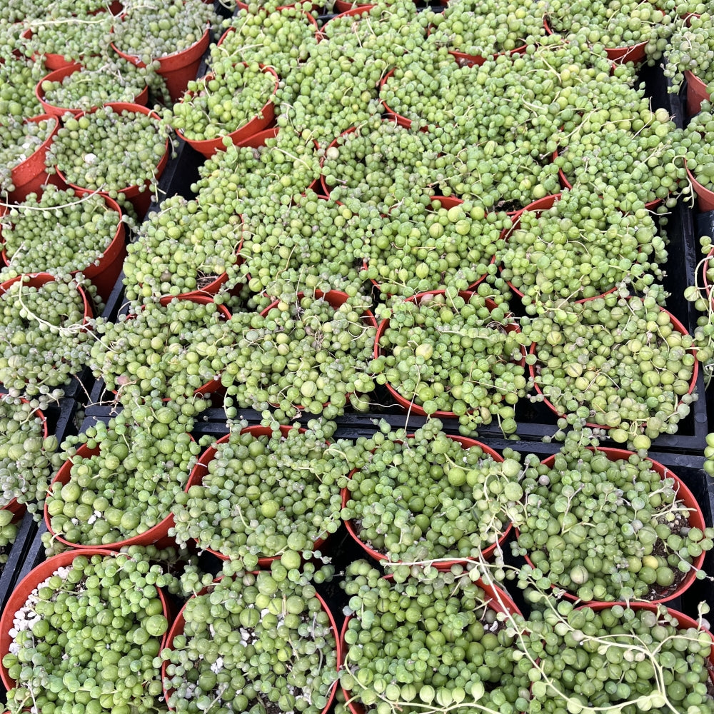 String of Pearls Bulk 20 Tray - 4in Pot