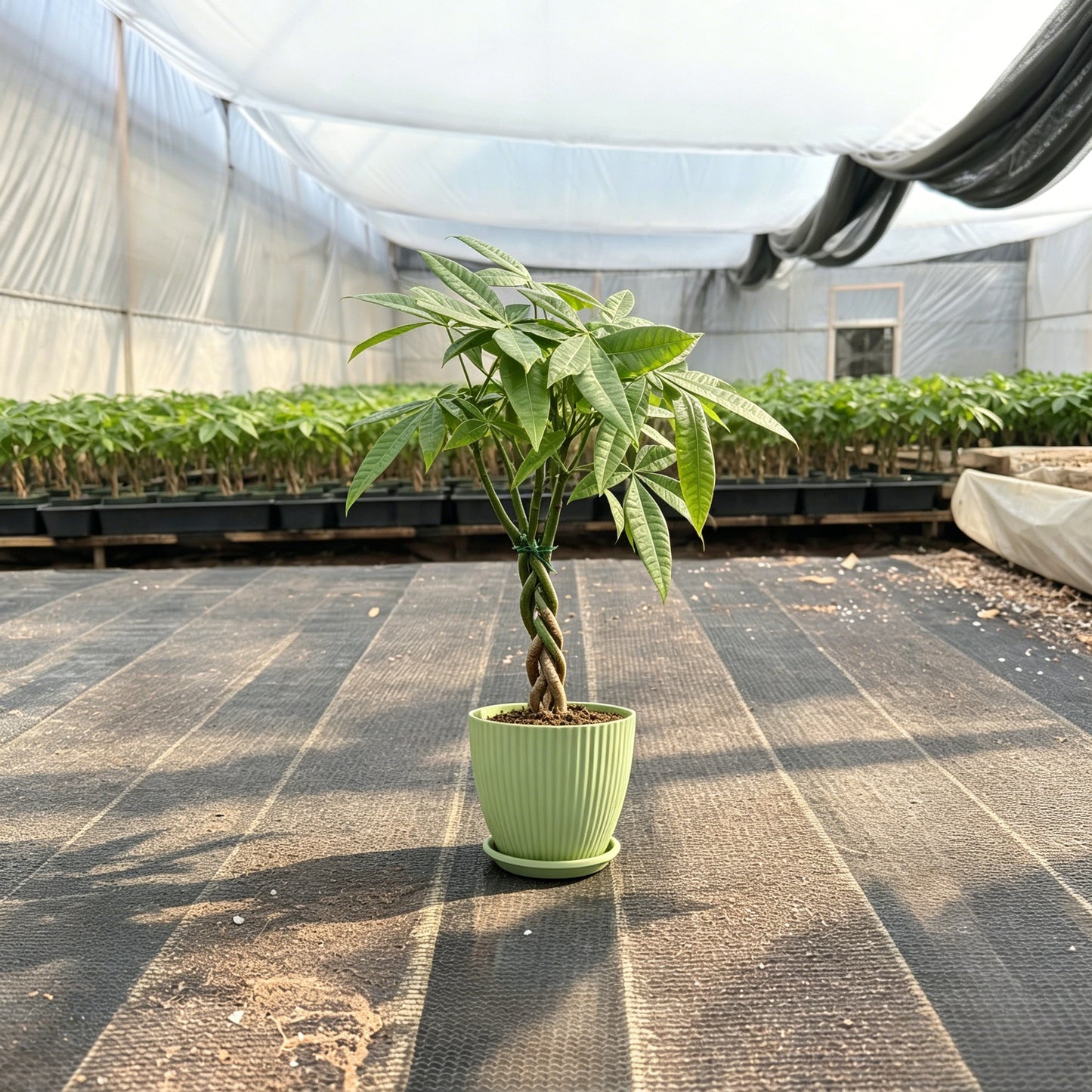 Value Grade Money Tree Pachira aquatica - 4in Nursery Pot