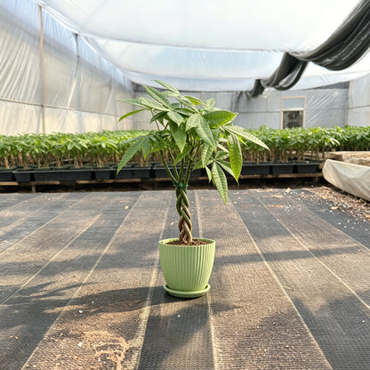 Value Grade Money Tree Pachira aquatica - 4in Nursery Pot