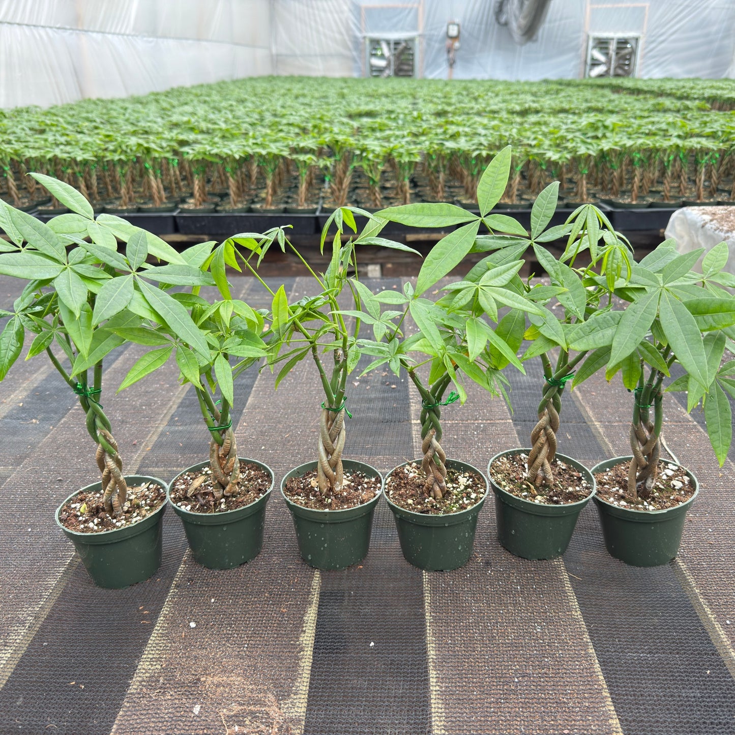 Value Grade Money Tree Pachira aquatica - 4in Nursery Pot