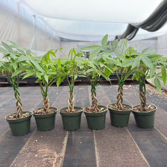 Value Grade Money Tree Pachira aquatica - 4in Nursery Pot