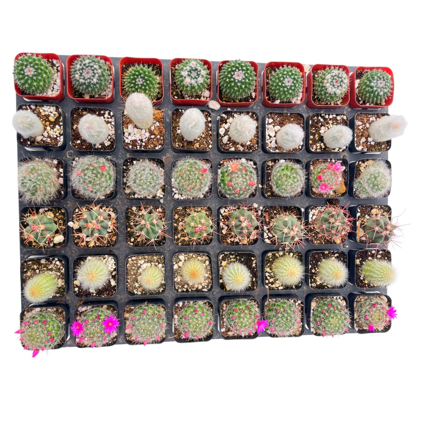 Live Cactus 48-Pack a Tray, 6 Assorted Varieties, 2" Pots