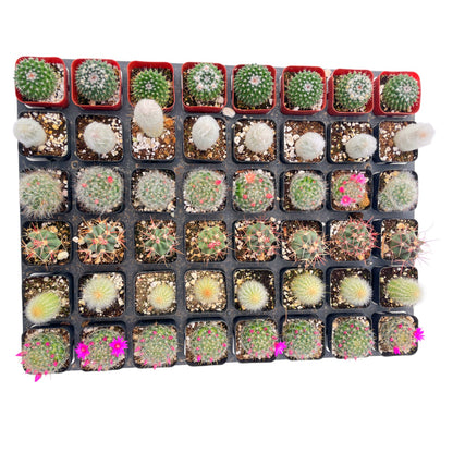 Live Cactus 48-Pack a Tray, 6 Assorted Varieties, 2" Pots