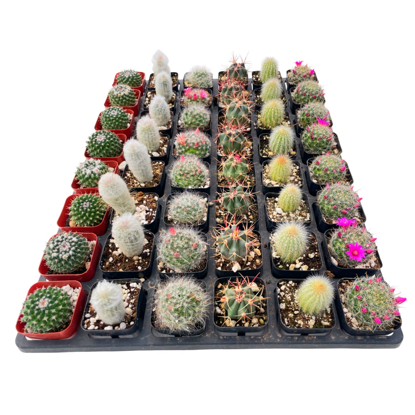Live Cactus 48-Pack a Tray, 6 Assorted Varieties, 2" Pots