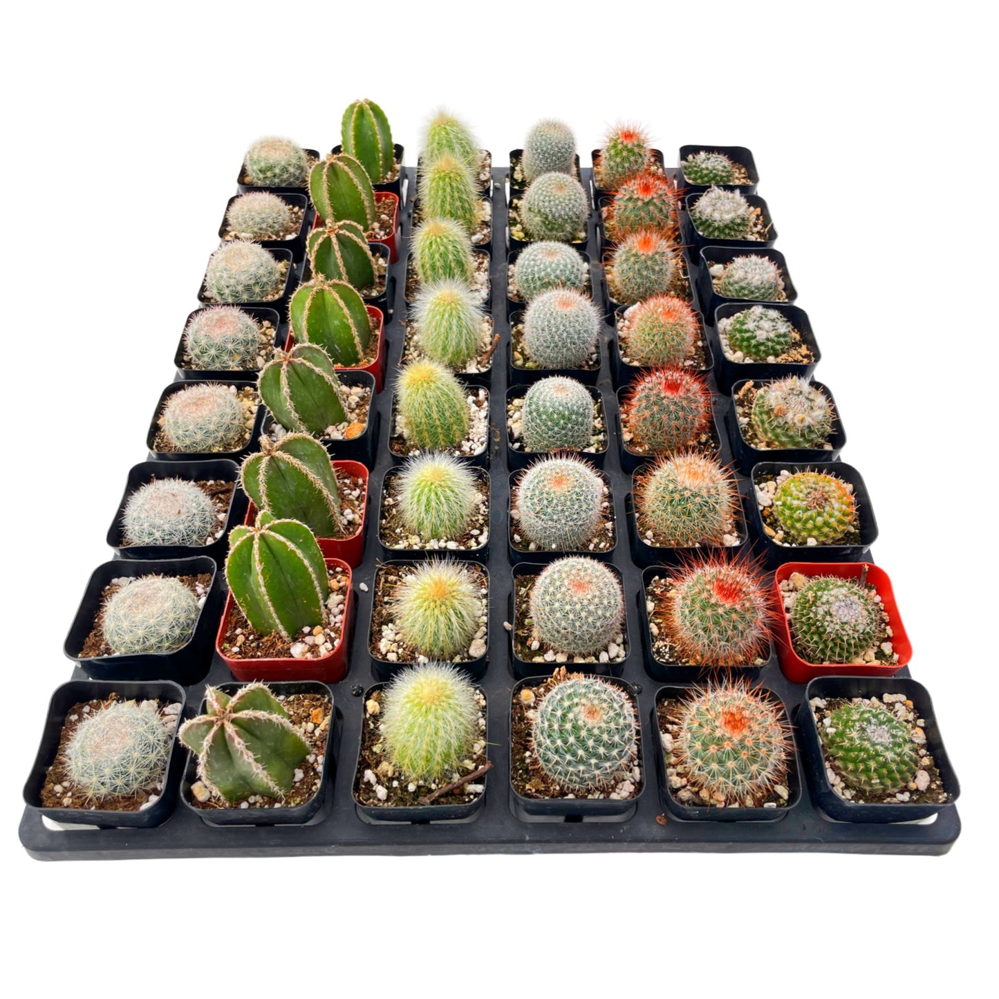 Live Cactus 48-Pack a Tray, 6 Assorted Varieties, 2" Pots
