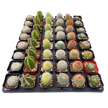 Live Cactus 48-Pack a Tray, 6 Assorted Varieties, 2" Pots