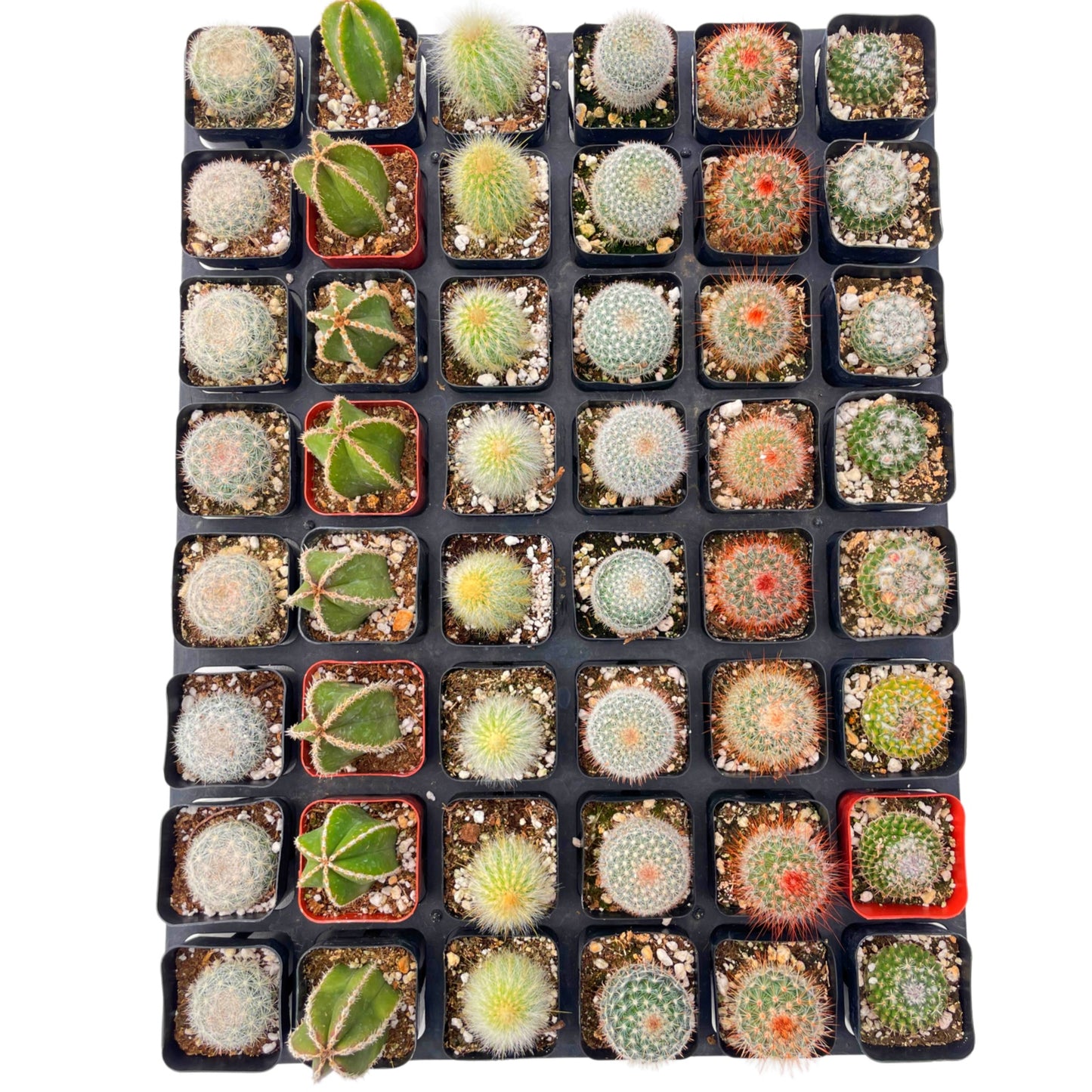 Live Cactus 48-Pack a Tray, 6 Assorted Varieties, 2" Pots