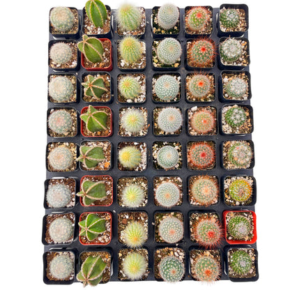 Live Cactus 48-Pack a Tray, 6 Assorted Varieties, 2" Pots