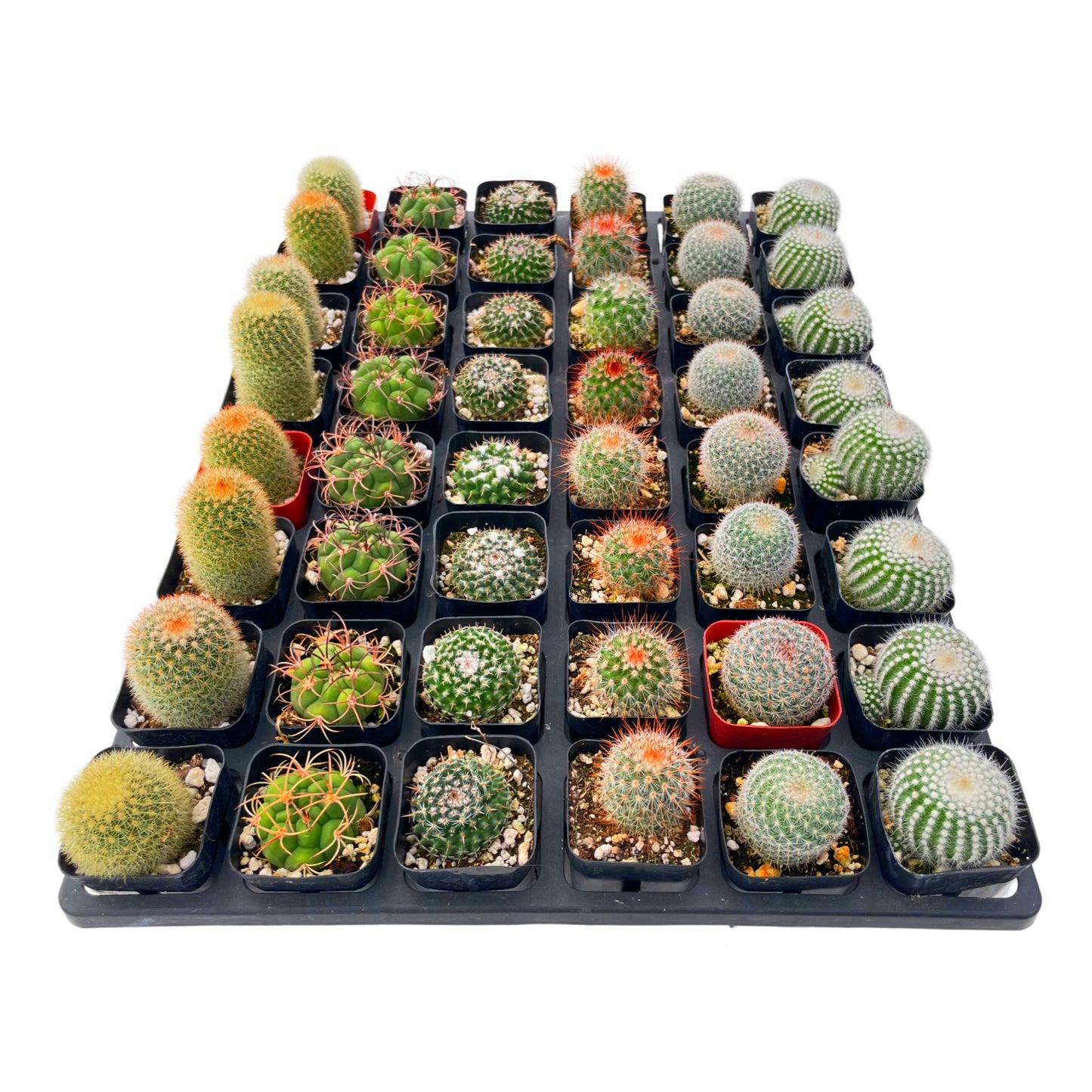 Live Cactus 48-Pack a Tray, 6 Assorted Varieties, 2" Pots