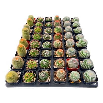 Live Cactus 48-Pack a Tray, 6 Assorted Varieties, 2" Pots