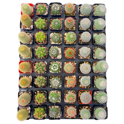 Live Cactus 48-Pack a Tray, 6 Assorted Varieties, 2" Pots