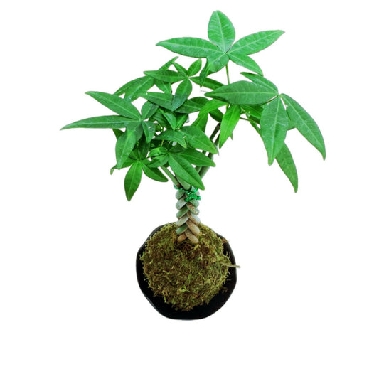 Braid Money Tree Kokedama Pachira Aquatica Moss Ball