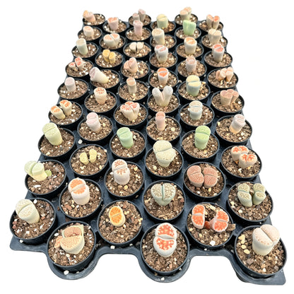 Lithops Assorted in 2in Pots Bulk 54pcs a Tray