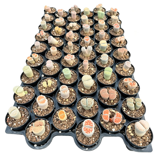 Lithops Assorted in 2in Pots Bulk 54pcs a Tray