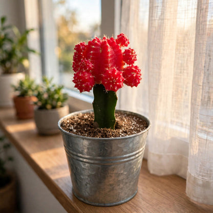 Red Crafted Moon Cactus in 4in Decoration Pots #580