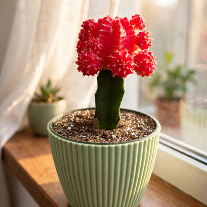 Red Crafted Moon Cactus in 4in Decoration Pots #580