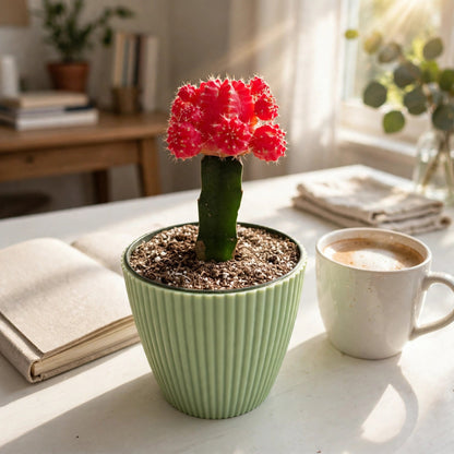 Red Crafted Moon Cactus in 4in Decoration Pots #580