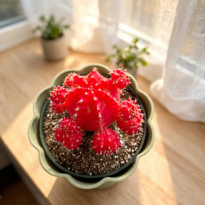 Red Crafted Moon Cactus in 4in Decoration Pots #580