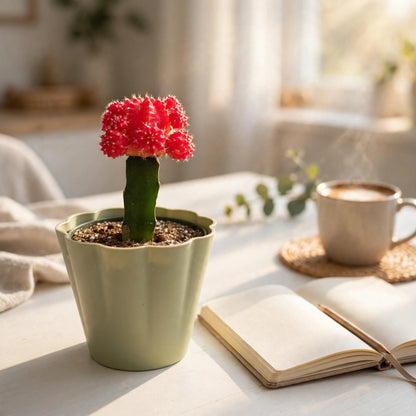 Red Crafted Moon Cactus in 4in Decoration Pots #580