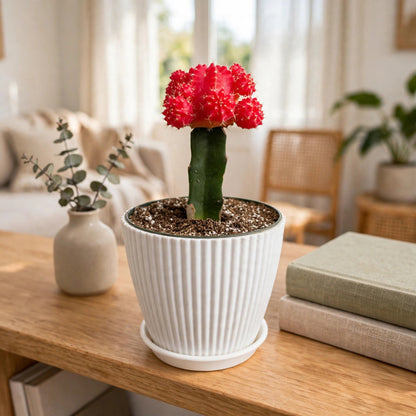 Red Crafted Moon Cactus in 4in Decoration Pots #580