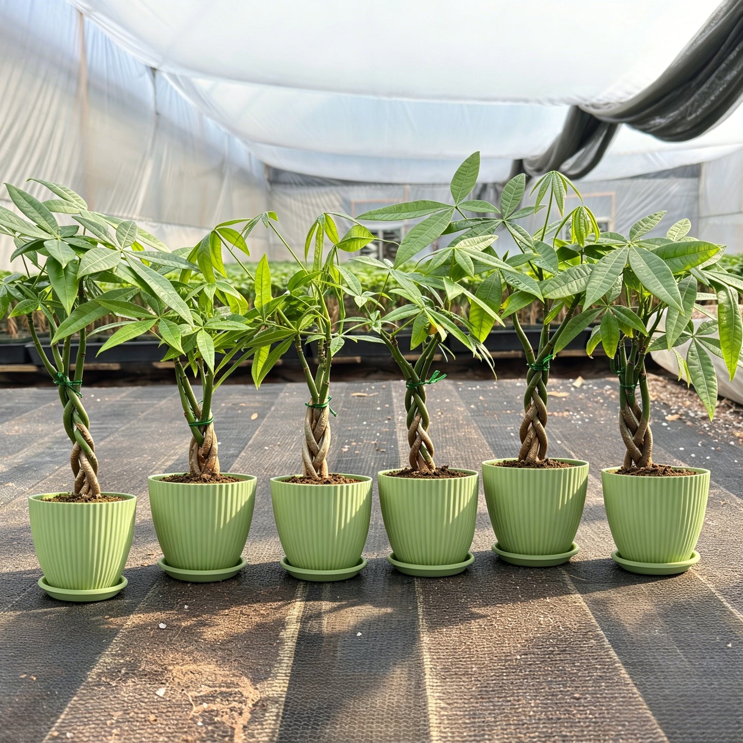 Value Grade Money Tree Pachira aquatica - 4in Nursery Pot