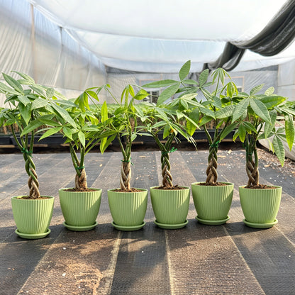 Value Grade Money Tree Pachira aquatica - 4in Nursery Pot